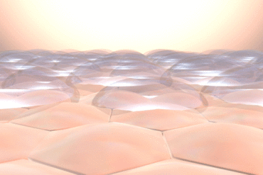 skin's barrier function membrane