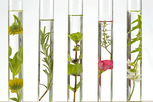 botanicals in test tube